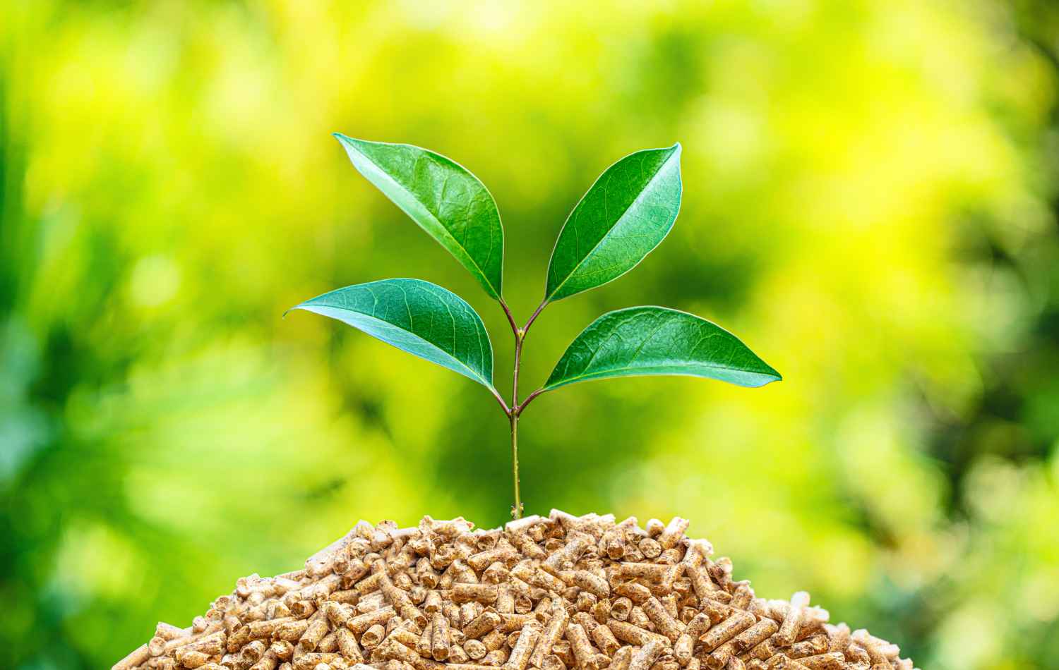 plant biomass